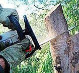 Tree and Shrub Care in Rosemount, MN