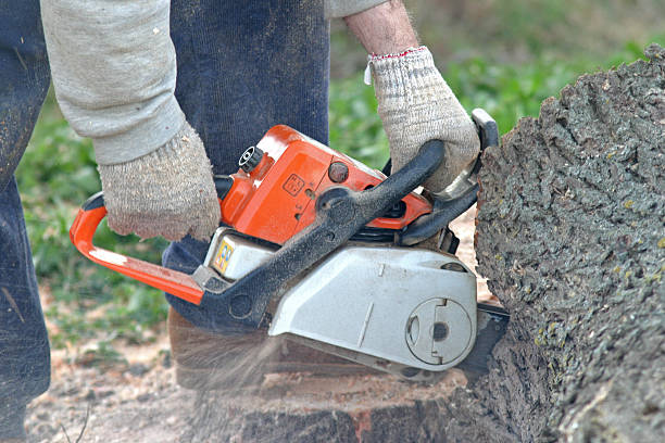 How Our Tree Care Process Works  in  Rosemount, MN